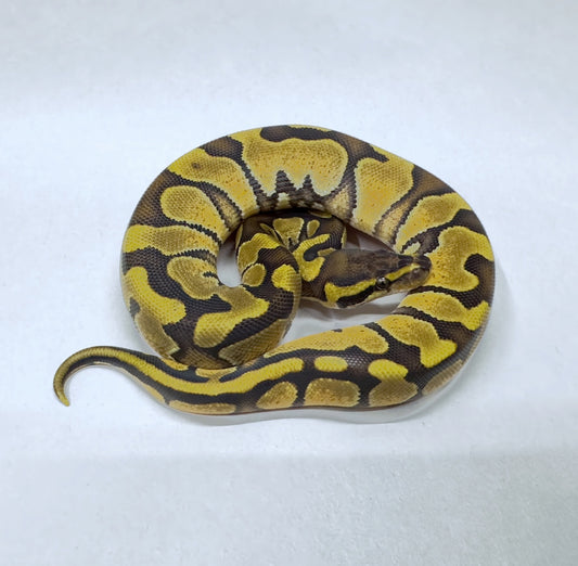 2024 Female Enchi Odium DH Ultraglow