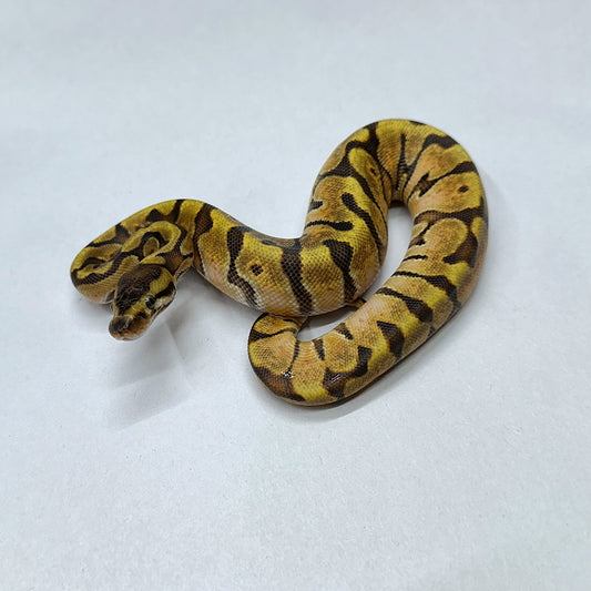 2024 Male HGW Enchi Odium DH Ultraglow