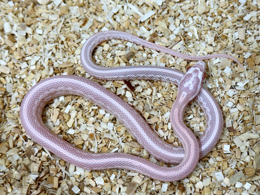 2024 Male Coral Snow Tessera DH Scaleless Motley