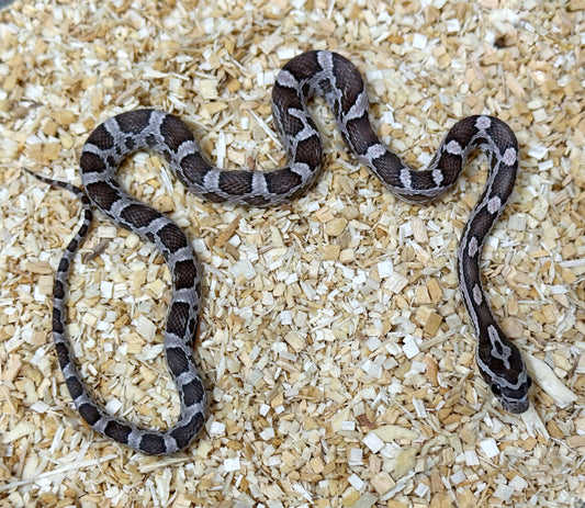 2024 Male Coral Anery TH Scaleless Hypo Motley pos het Amel