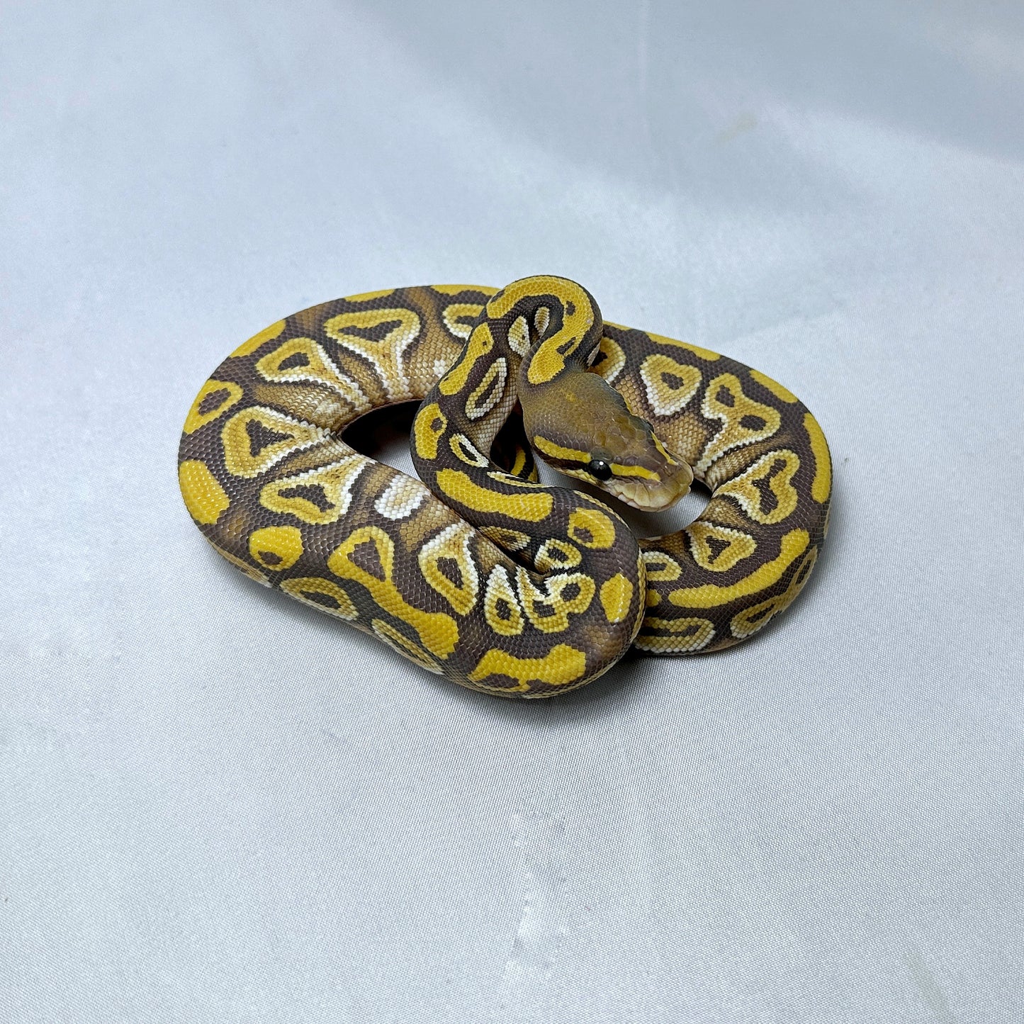 2024 Female Hypo Mojave