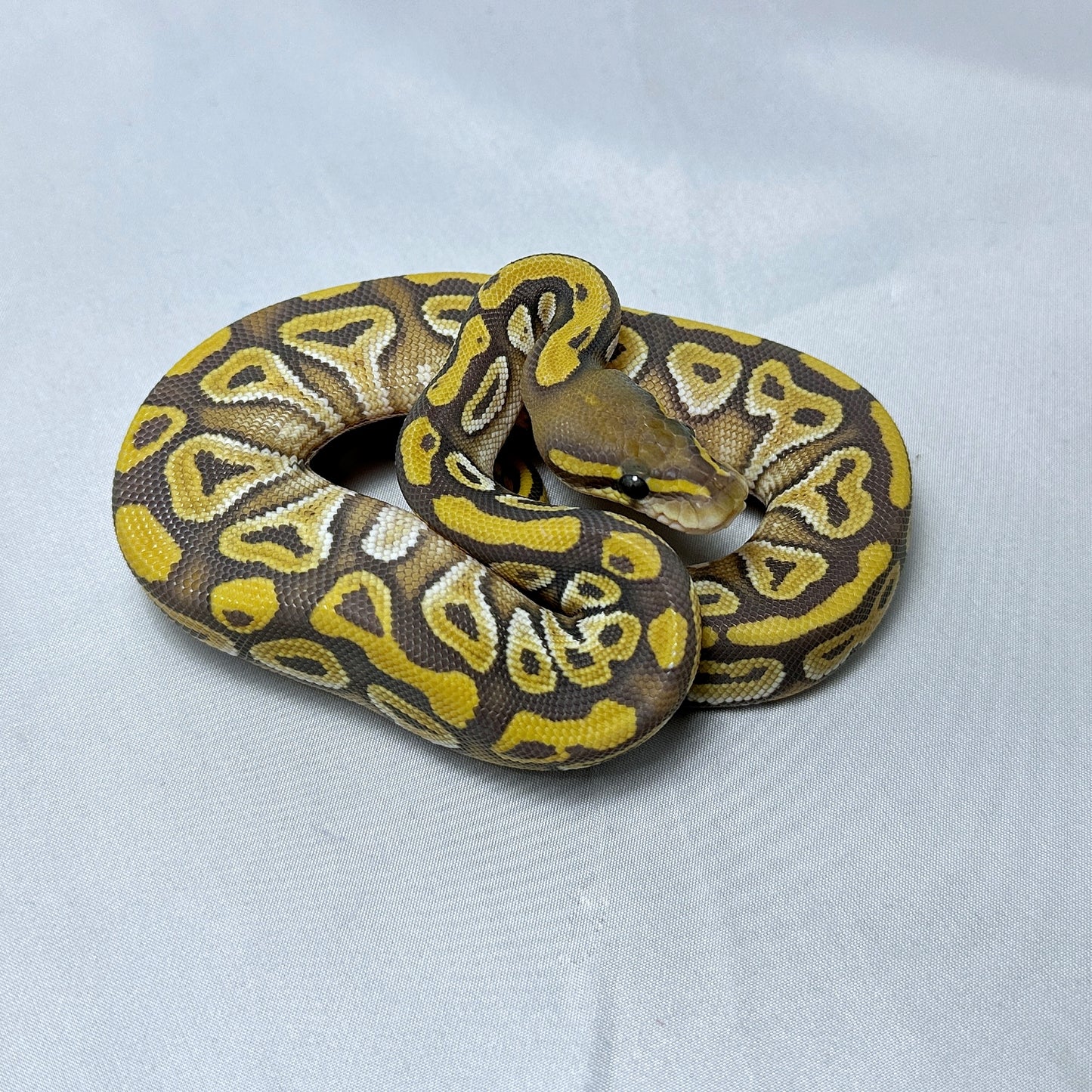 2024 Female Hypo Mojave