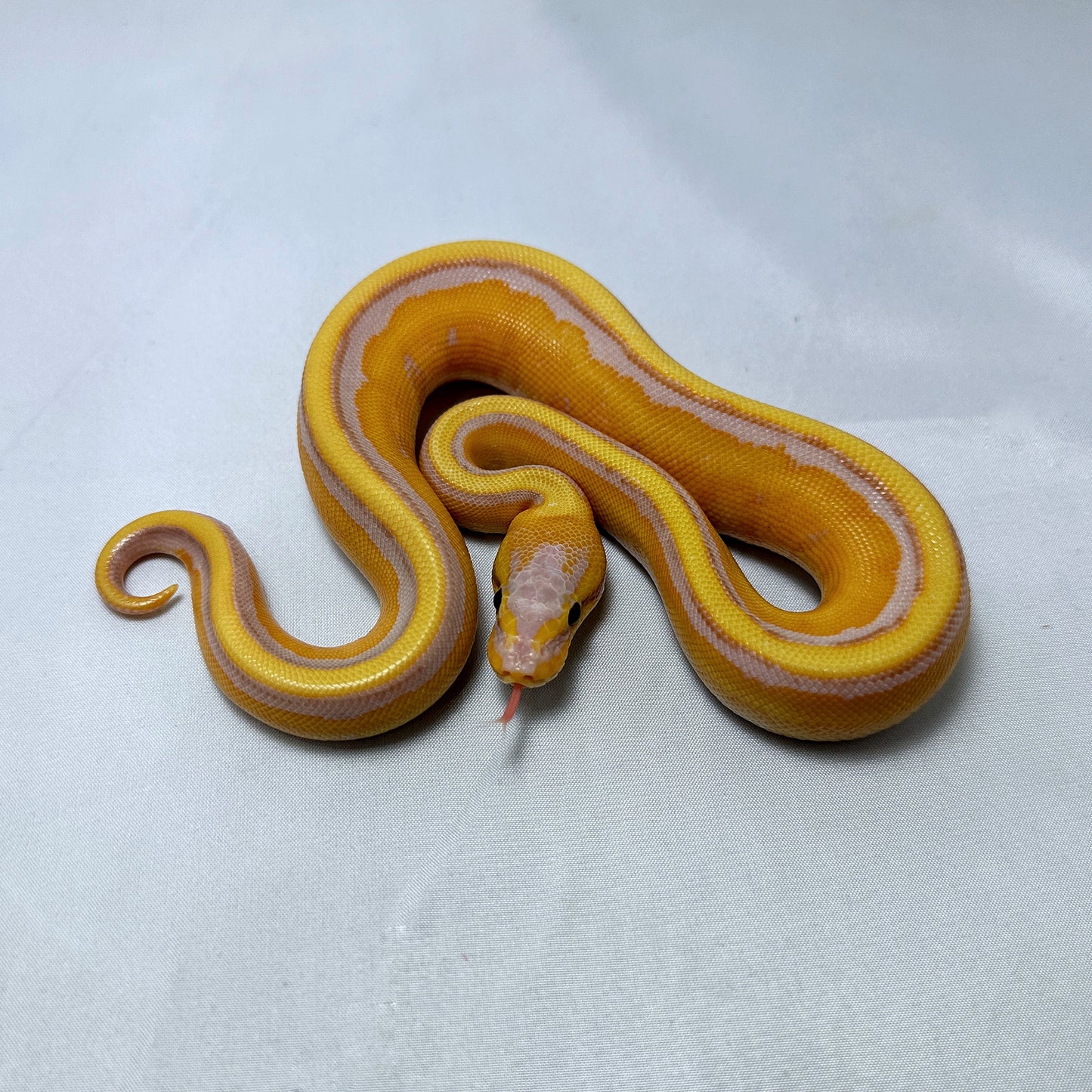 2024 Male Banana G-Stripe