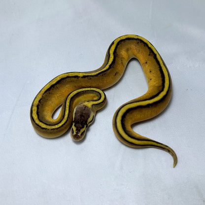 2024 Female Pastel G-Stripe