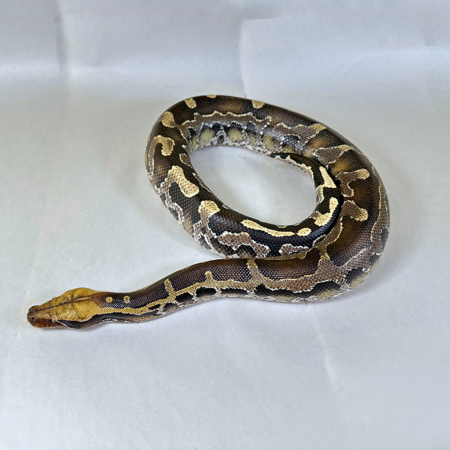 Female pos DH Mocha Granite Borneo Short Tail Python