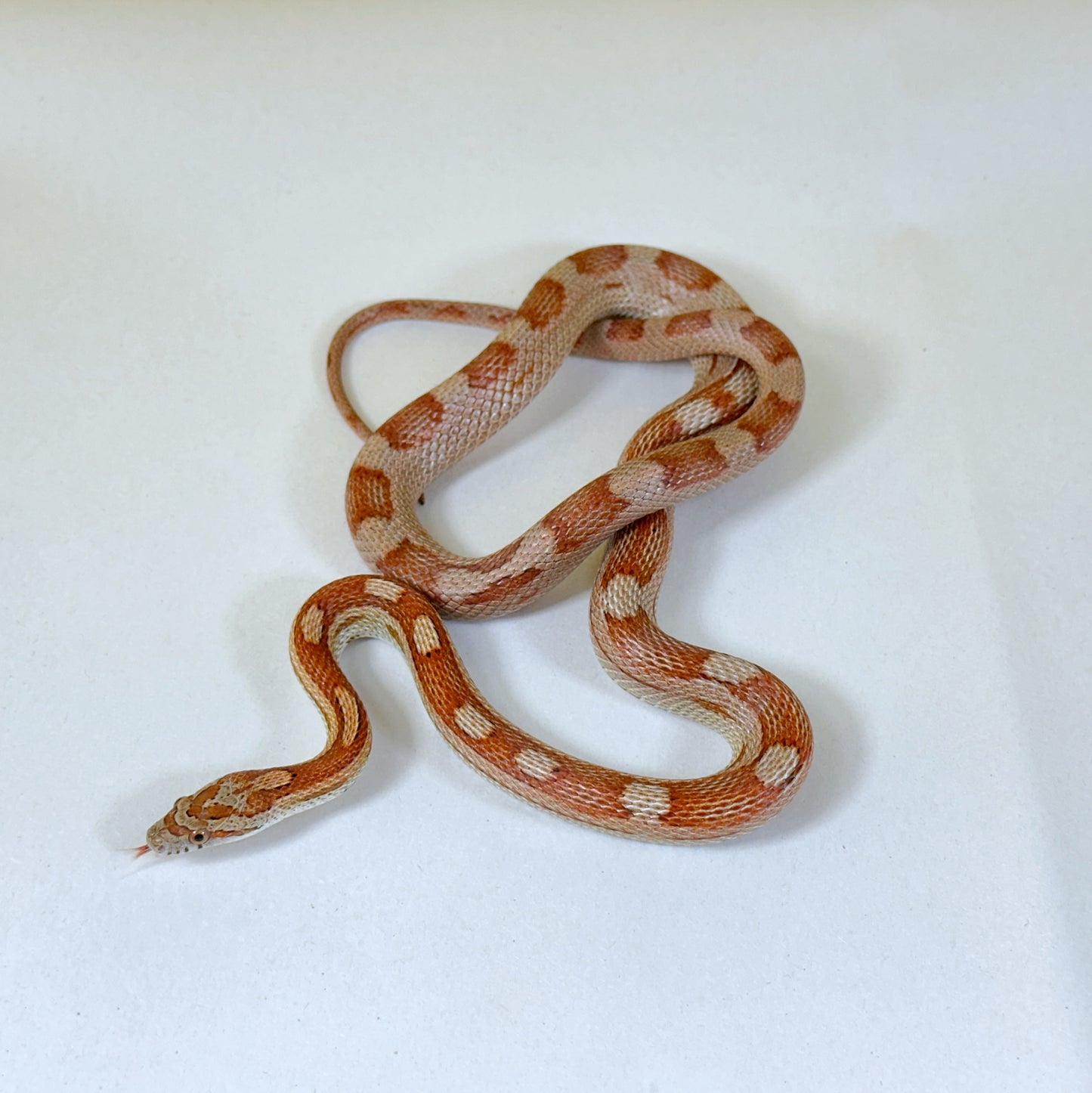 2023 Female Motley het Scaleless Corn Snake