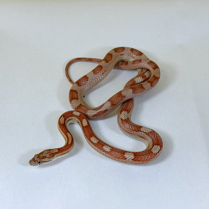 2023 Female Motley het Scaleless Corn Snake