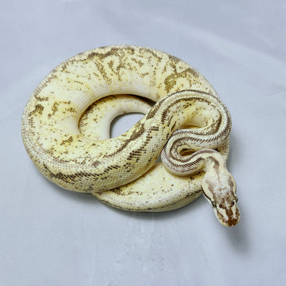 2021 Female Super Pastel Fire Woma Leopard YB