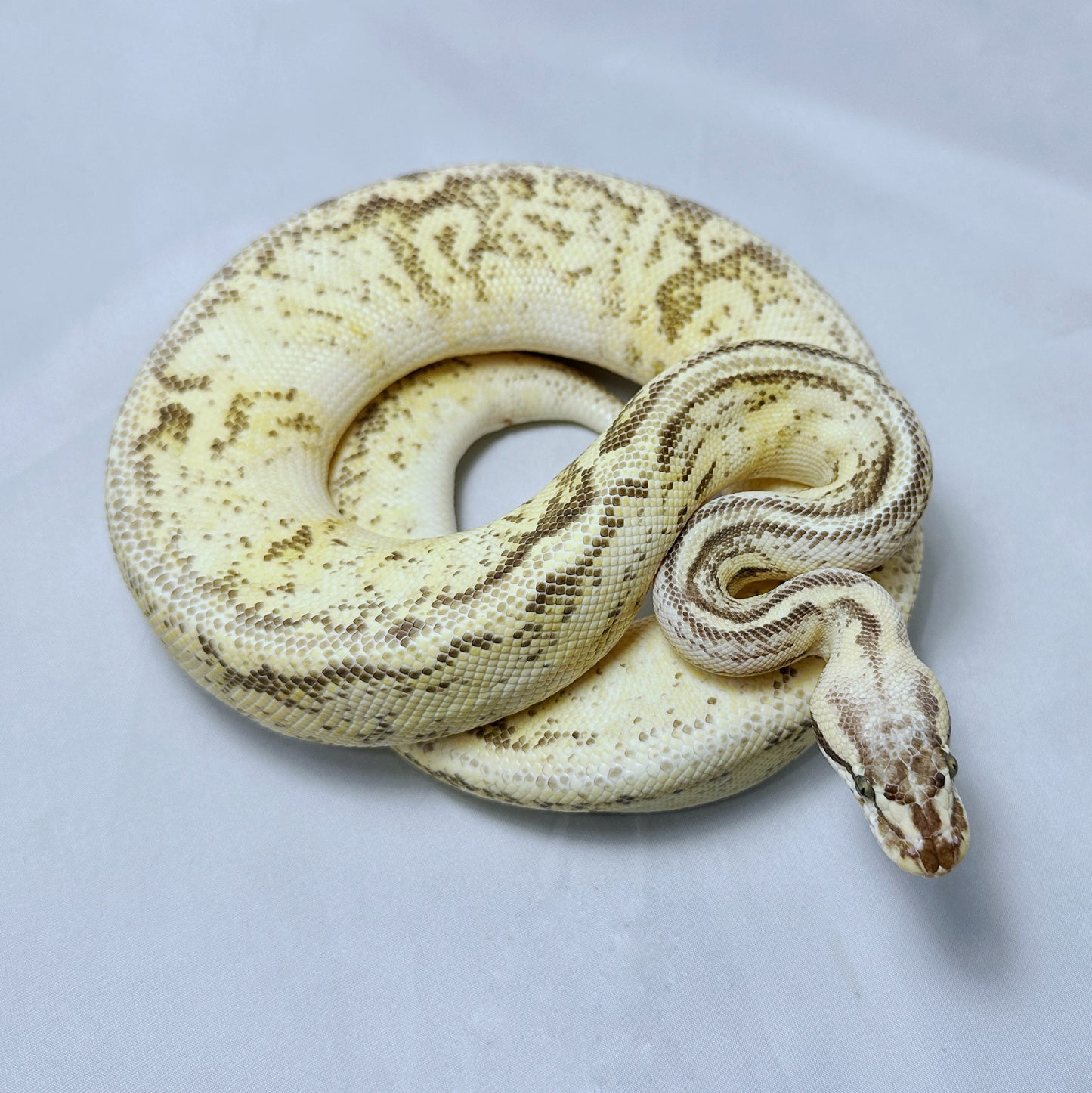 2021 Female Super Pastel Fire Woma Leopard YB