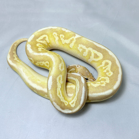 2021 Male Banana Mojave Fire YB