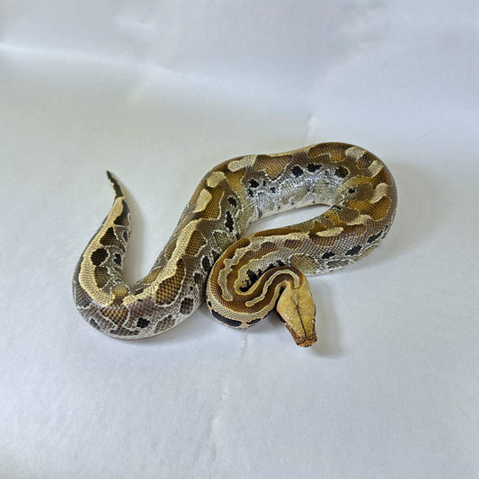 Male Ultra Platinum ph Mocha Borneo Short Tail Python