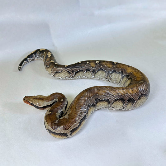 Pair of 66% pos DH Sunset Mocha (Lilac) Borneo Short Tail Pythons