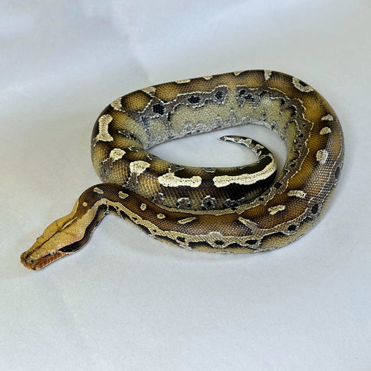 Male poss DH Mocha Platinum Borneo Short Tail Python