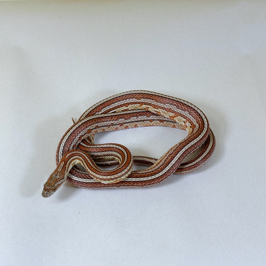 2023 Tessera het Scaleless Corn Snake