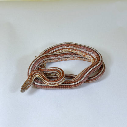 2023 Tessera het Scaleless Corn Snake