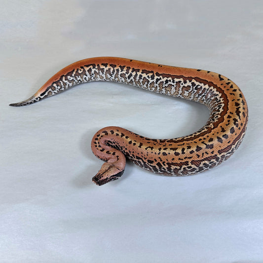 Male Pixel 50% pos het T- Albino Blood Python