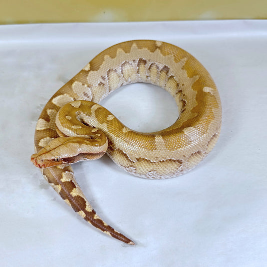 Male Sunset 50% pos het Mocha Borneo Short Tail Python