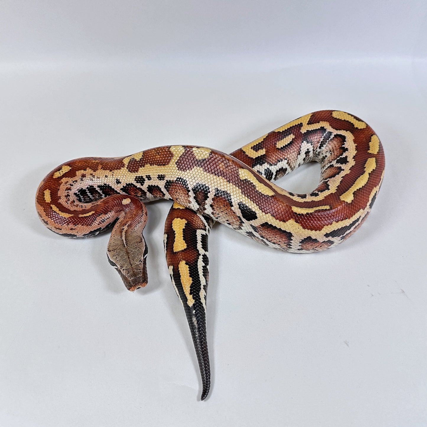 Male Matrix Lyly Het T+ Albinio Blood Python