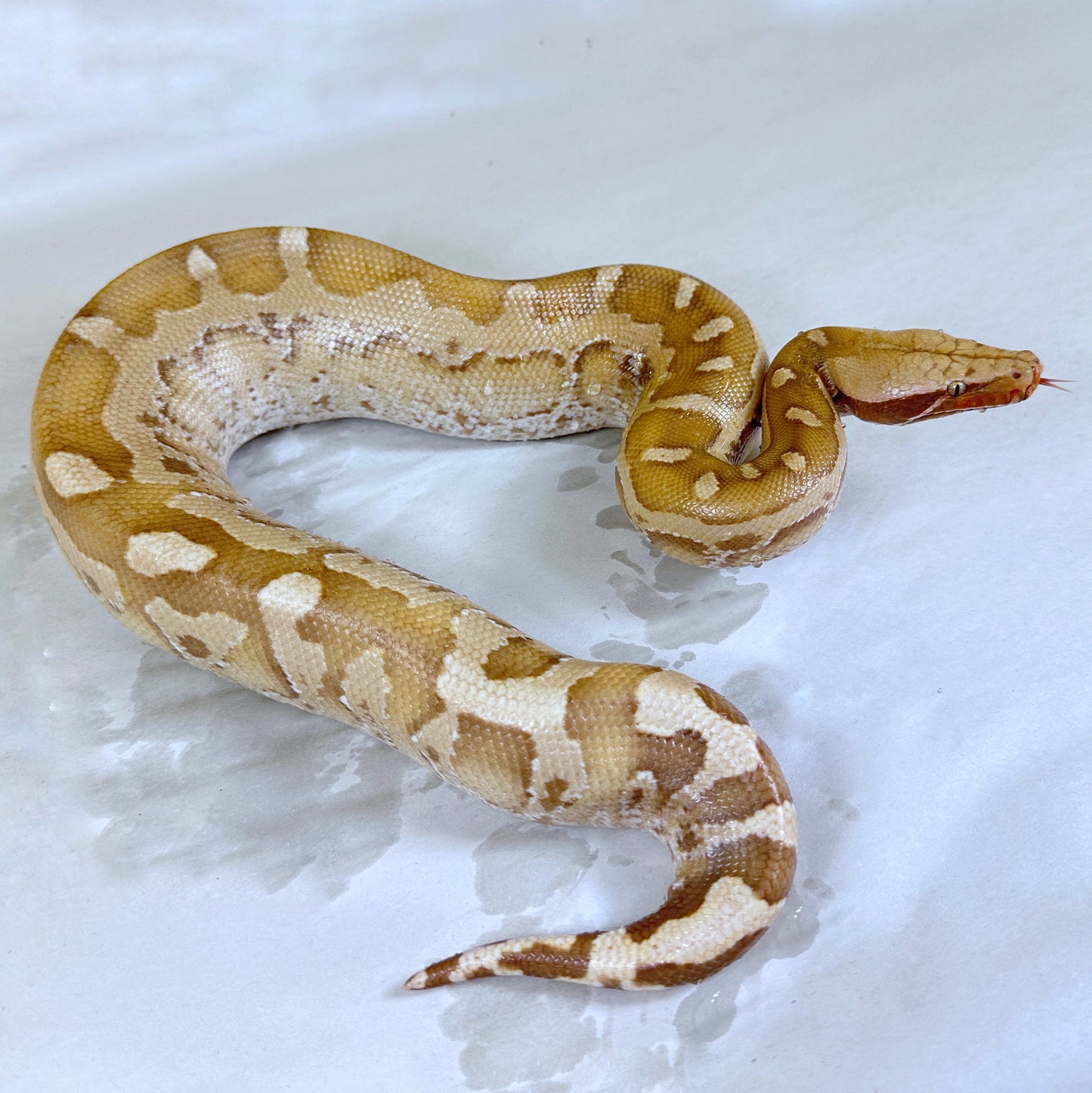 Male Mocha 66% pos het Sunset Borneo Short Tail Python