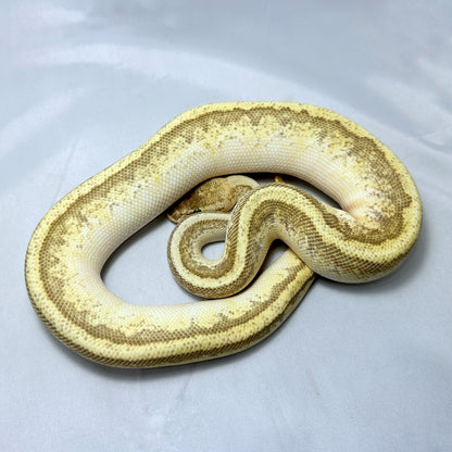 2021 Male Pastel Enchi Pin YB HGW Odium