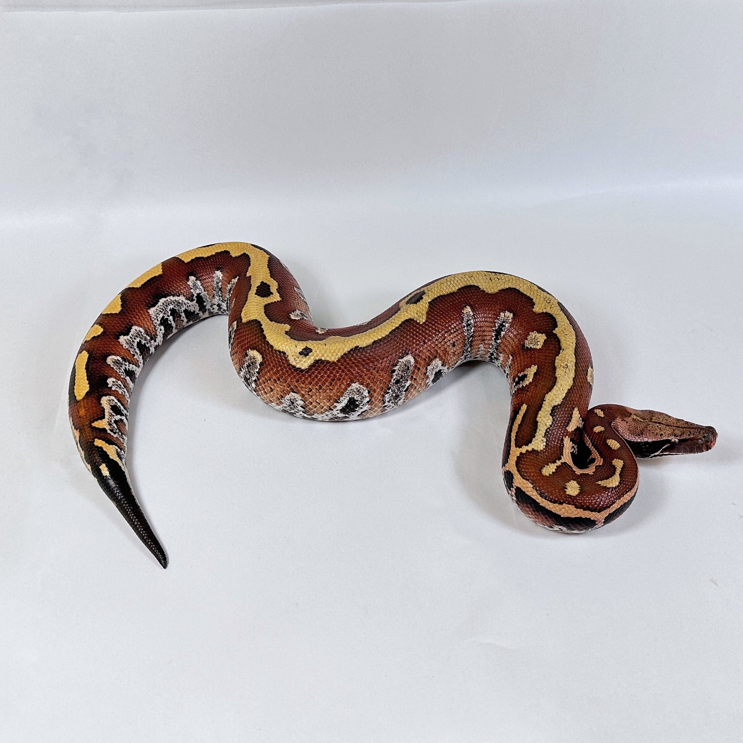 Female Slackline Lvl 2 Lyly 66%ph T+ Albino Blood Python